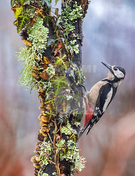 Great Spotted Woodpecker (Dendrocopos major) stock-image by Agami/Daniele Occhiato,