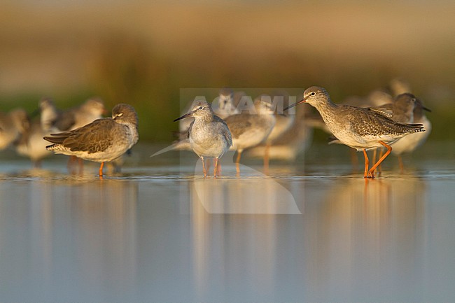 Common Redshank - Rotschenkel - Tringa totanus ssp. ussuriensis, Oman stock-image by Agami/Ralph Martin,