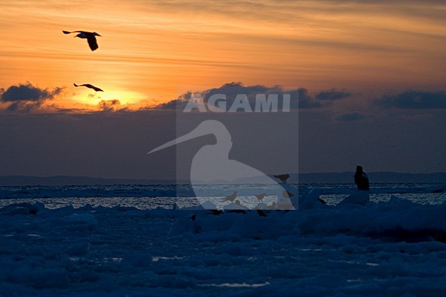 Pakijs op Hokkaido, Pach-ice at Hokkaido stock-image by Agami/Marc Guyt,