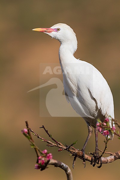 Cattle Egret - Kuhreiher - Bubulcus ibis ssp. ibis, Morocco, adult breeding plumage stock-image by Agami/Ralph Martin,