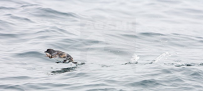 Cassin's Auklet (Ptychoramphus aleuticus) off the coast of California stock-image by Agami/Martijn Verdoes,