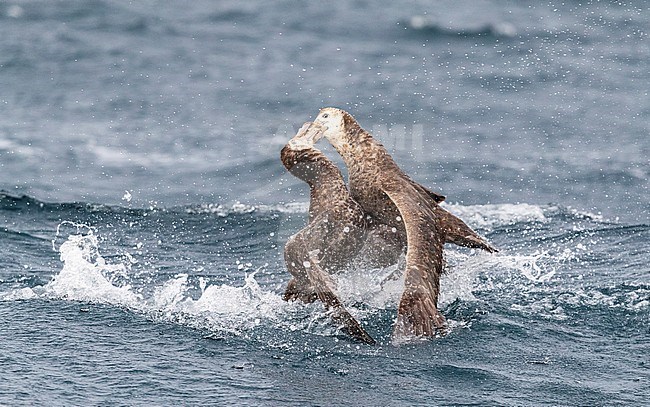 Two Northern Giant Petrels (Macronectes halli) fighting at sea off Kaikoura, New Zealand. stock-image by Agami/Marc Guyt,