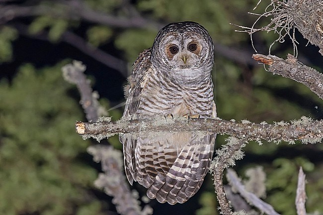 Rufous-legged Owl, Strix rufipes, at night in Patagonia, Argentina. stock-image by Agami/Pete Morris,