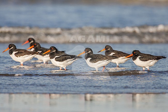 Scholekster, Eurasian Oystercatcher, Haematopus ostralegus stock-image by Agami/Menno van Duijn,