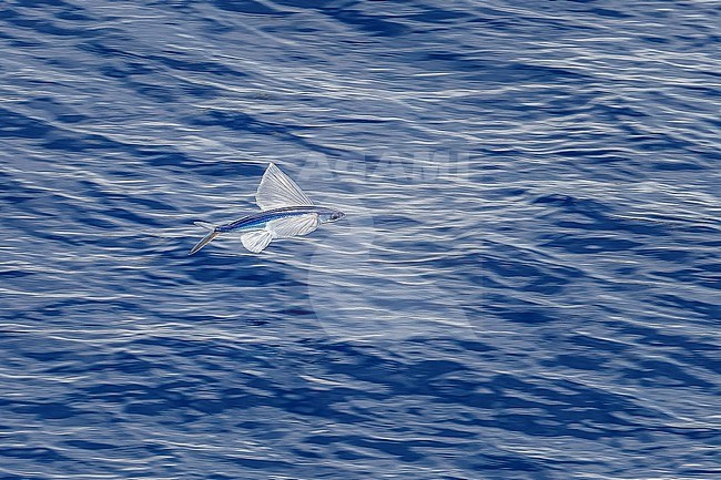 Atlantic Flyingfish (Cheilopogon melanurus) gliging over the ocean in Terceira / Graciosa channel, Azores, Portugal. stock-image by Agami/Vincent Legrand,