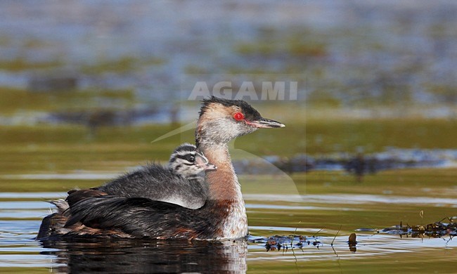 Kuifduiker zwemmend met jong; Horned Grebe swimming with juvenile stock-image by Agami/Markus Varesvuo,