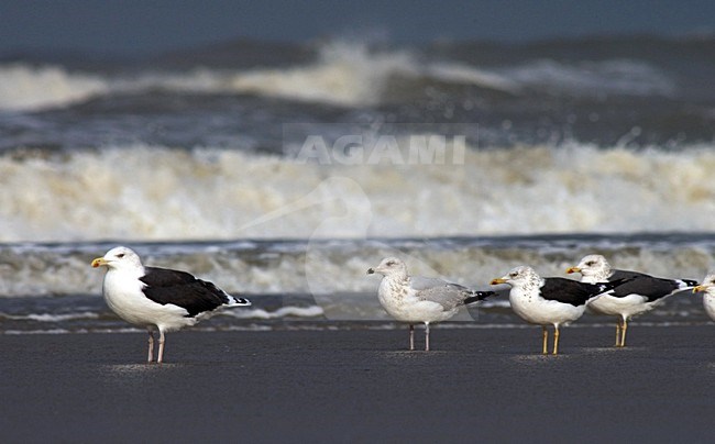 Meeuwen rustend op het strand van Katwijk; Gulls resting on Katwijk beach (Holland) stock-image by Agami/Marc Guyt,