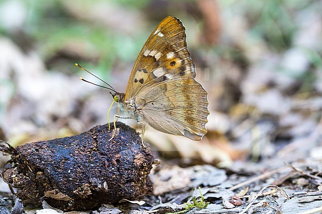 Mineral licking Lesser Purple Emperor stock-image by Agami/Wil Leurs,
