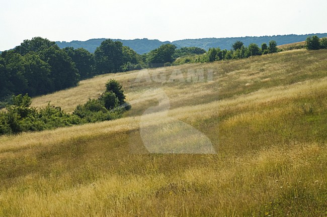 Kalkgrasland, Limburg, Nederland / Netherlands stock-image by Agami/Marc Guyt,
