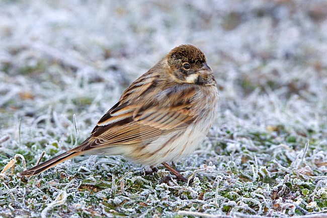 Rietgors foeragerend in berijpt gras; Reed Bunting feeding in frosty grass stock-image by Agami/Daniele Occhiato,