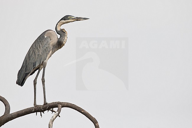 immature black-headed heron (Ardea melanocephala) found at lake Albert in Uganda stock-image by Agami/Mathias Putze,