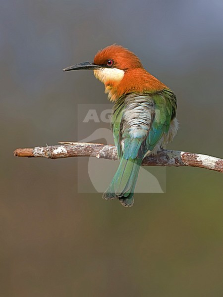 Bruinkopbijeneter zittend op tak, Chestnut-headed Bee-eater perched on branch stock-image by Agami/Alex Vargas,