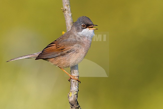Adult male Spectacled Warbler, Sylvia conspicillata, in Italy. Singing male. stock-image by Agami/Daniele Occhiato,