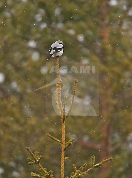 Great Grey Shrike adult perched; Klapekster volwassen zittend stock-image by Agami/Markus Varesvuo,