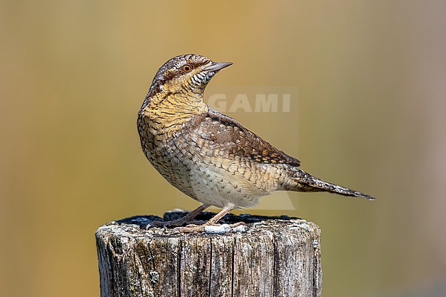 Wryneck (Jynx torquilla) in Bazel, Antwerp, Belgium. stock-image by Agami/Vincent Legrand,