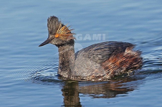 American Black-necked grebe (Podiceps nigricollis californicus) in Western Mexico. stock-image by Agami/Pete Morris,