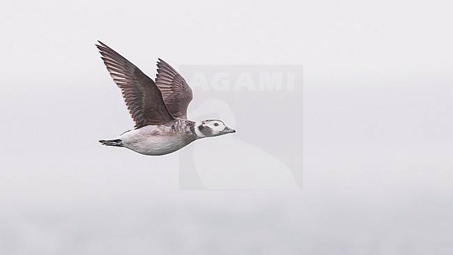 Female Long-tailed Duck (Clangula hyemalis), winter plumage, in flight. stock-image by Agami/Lennart Verheuvel,