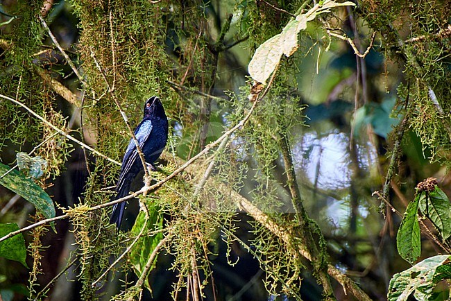 Shining Drongo (Dicrurus atripennis) perched on a branch against mossy natural background, Mt. Cameroon, Cameroon stock-image by Agami/Tomas Grim,