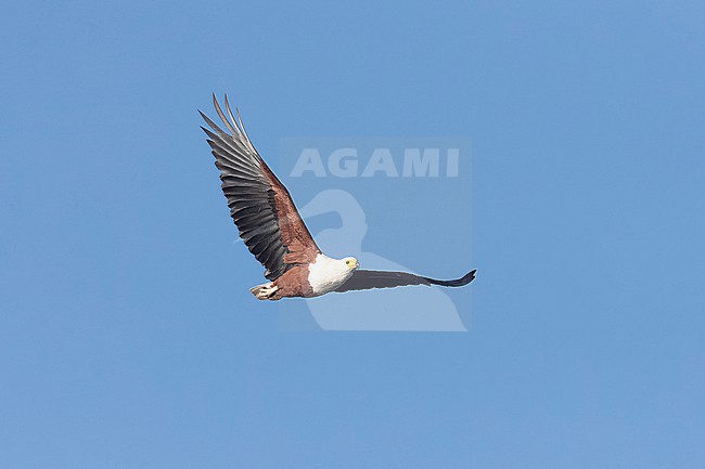 Adult African Fish Eagle (Icthyophaga vocifer) in flight at Lake Naivasha. stock-image by Agami/David Monticelli,