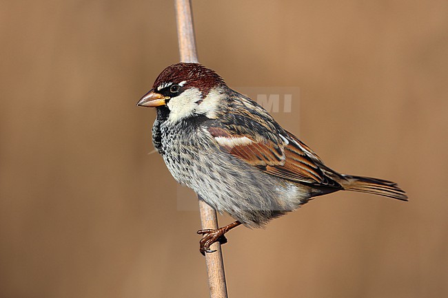 Spanish Sparrow  (Passer hispaniolensis) adult male taken the 16/01/2024 at Laguna del Taray - Tolede  - Spain stock-image by Agami/Aurélien Audevard,