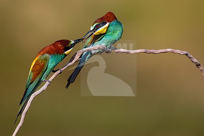 European Bee-eater, Merops apiaster, in Italy. Handing over bridal gift. stock-image by Agami/Daniele Occhiato,