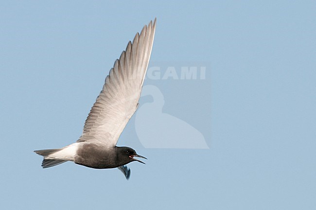 Zwarte Stern roepend in de vlucht; Black Tern calling in flight stock-image by Agami/Han Bouwmeester,