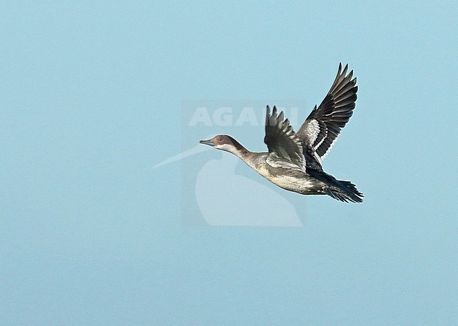 First-winter Smew (Mergellus albellus) in flight in the Netherlands. stock-image by Agami/Fred Visscher,