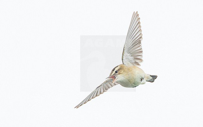 Sedge Warbler (Acrocephalus schoenobaenus) in flight, performing courtship flight, seen from the front. stock-image by Agami/Lennart Verheuvel,