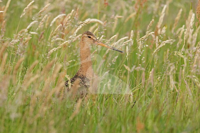 Grutto in weiland; Black-tailed Godwit in meadow stock-image by Agami/Arie Ouwerkerk,