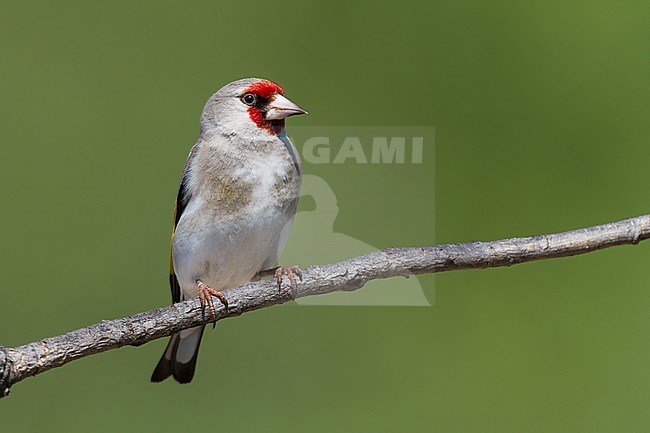 Grey-headed Goldfinch (Carduelis caniceps), Kazakhstan, adult perched. stock-image by Agami/Ralph Martin,