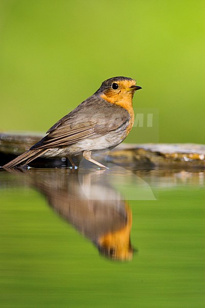 Roodborst bij drinkplaats; European Robin at drinking site stock-image by Agami/Marc Guyt,