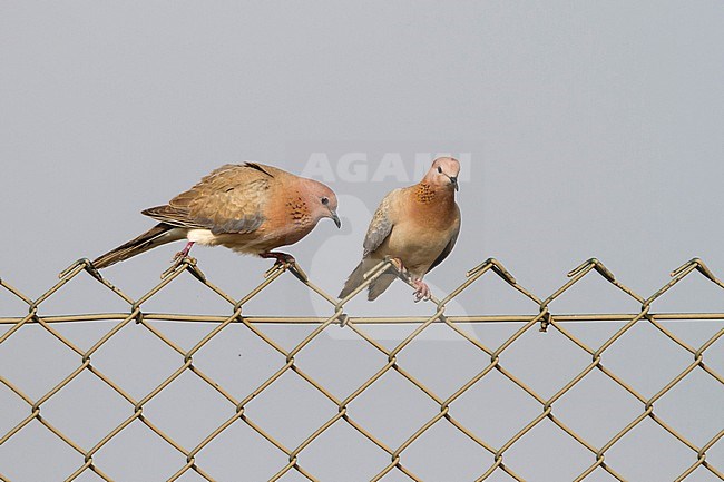 Laughing Dove - Palmtaube - Streptopelia senegalensis ssp. cambayensis, Turkey, adult stock-image by Agami/Ralph Martin,