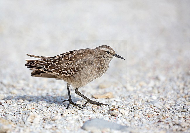 Tuamotu Sandpiper (Prosobonia parvirostris), an endemic wader native to the Tuamotu Islands in French Polynesia. stock-image by Agami/Pete Morris,