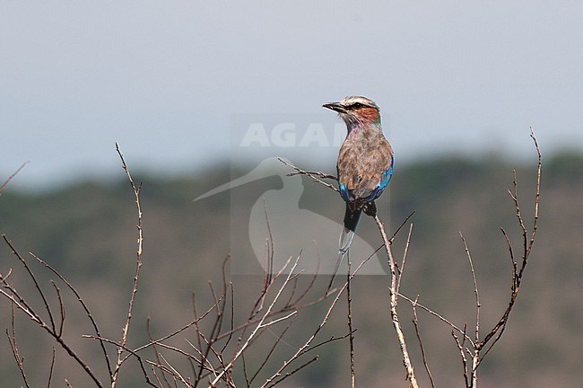 A lilac-breasted roller, Coracias caudata, perched on a tree branch. Masai Mara National Reserve, Kenya. stock-image by Agami/Sergio Pitamitz,