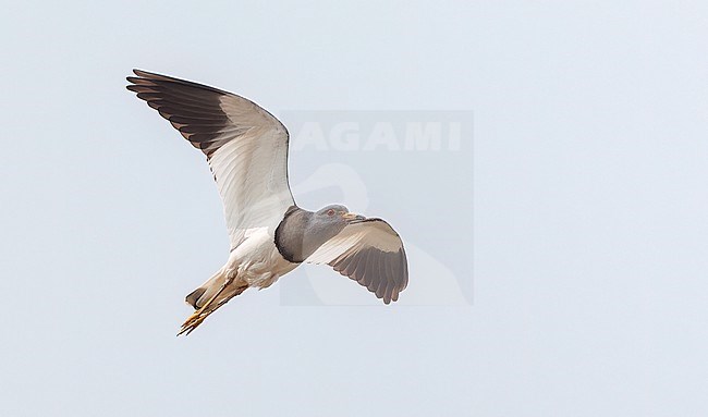 Grey-headed Lapwing (Vanellus cinereus) in flight overhead, seen from below. stock-image by Agami/Marc Guyt,