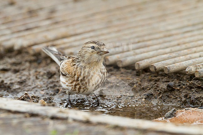 Eastern Twite (Carduelis flavirostris korejevi) in Kazakhstan. stock-image by Agami/Ralph Martin,