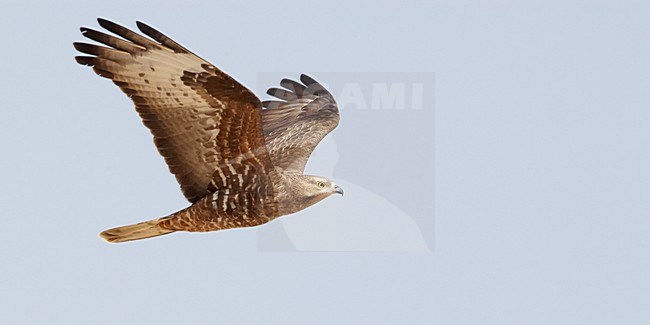 Volwassen Wespendief in de vlucht; Adult European Honey Buzzard in flight stock-image by Agami/Markus Varesvuo,