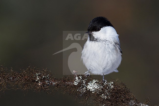 Willow Tit - Weidenmeise - Poecile montanus ssp. borealis, Finland stock-image by Agami/Ralph Martin,