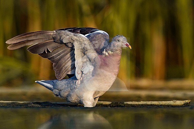 Common wood pigeon (Columba palumbus) in Italy. stock-image by Agami/Daniele Occhiato,