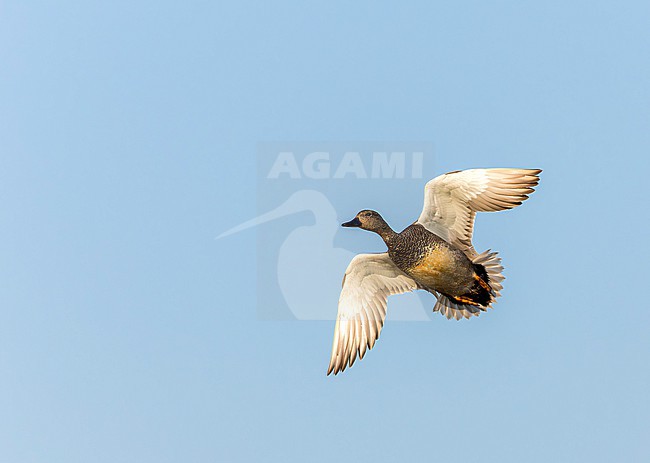 Male Gadwall (Anas strepera) at wetland in Hungary. stock-image by Agami/Marc Guyt,