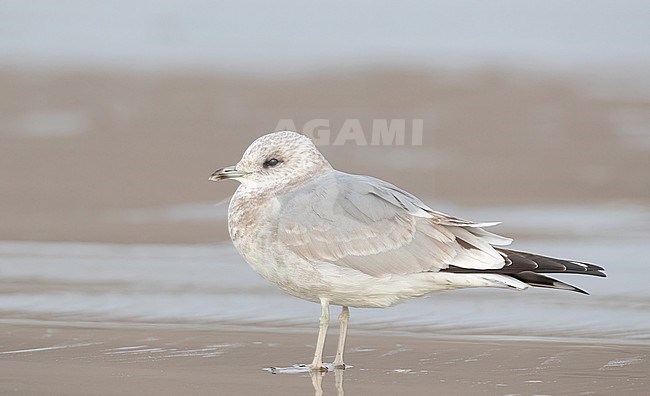 Short-billed gull (Larus brachyrhynchus) in North America.
Also know as Mew Gull. stock-image by Agami/Ian Davies,