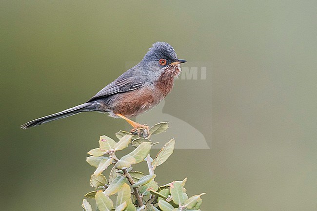 Dartford Warbler (Sylvia undata ssp. undata) France, adult male stock-image by Agami/Ralph Martin,