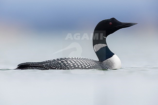 Great Northern Loon (Gavia immer), side view of an adult in the water, Northeastern Region, Iceland stock-image by Agami/Saverio Gatto,