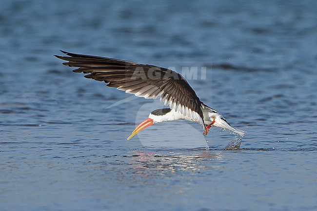 Indian Skimmer, Rynchops albicollis, in India. stock-image by Agami/Dani Lopez-Velasco,