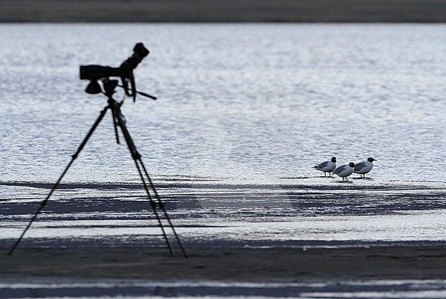 Relict Gull (Ichthyaetus relictus) adult birds perched near shoreline with scope on tripod stock-image by Agami/James Eaton,