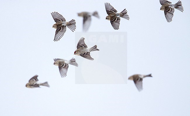 Mealy Redpoll (Carduelis f. flammea), wintering flock in flight stock-image by Agami/Arto Juvonen,