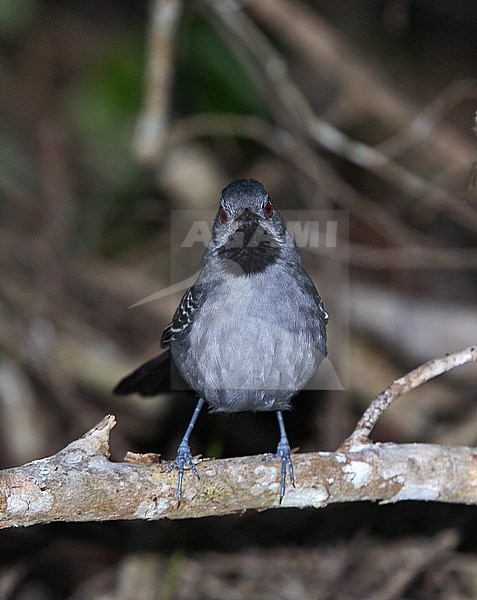 Male Slender Antbird (Rhopornis ardesiacus) a Brazilian endemic species of bird of the dry Atlantic Forests. stock-image by Agami/Andy & Gill Swash ,