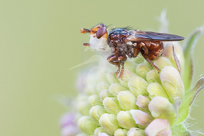 Myopa pellucida - Pale-palped Spring Beegrapper, Germany (Baden-Württemberg), imago, female stock-image by Agami/Ralph Martin,