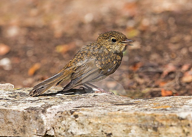 European Robin (Erithacus rubecula melophilus) British subspecies/race juvenile stock-image by Agami/Andy & Gill Swash ,