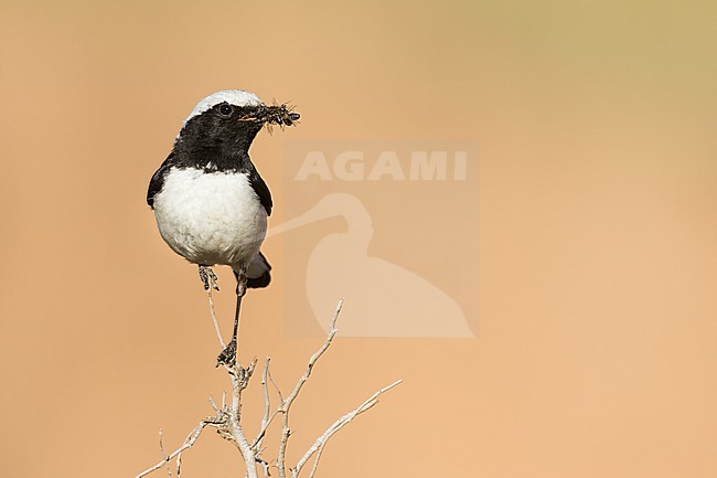 Adult male Finsch's Wheatear in Tajikistan, carrying food. stock-image by Agami/Ralph Martin,